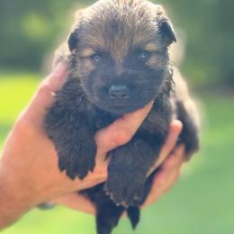Gold collar - Sable male German Shepherd puppy in Phenix City, Alabama from Black Rose Shepherds