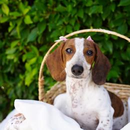 Jinx - Piebald female Dachshund puppy in Temecula, California from Naomi Magee's Dachshund Kennel