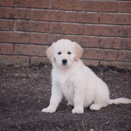Golden Retriever Puppies from Wise-Taylor Goldens