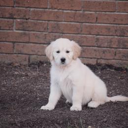 Golden Retriever Puppies from Wise-Taylor Goldens