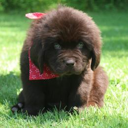 Cruiz Red collar - Brown male Newfoundland puppy in Kimball Twp, Michigan from Pine River Newfoundlands