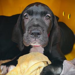 Bulleit - Black and white female Great Dane puppy in Chapmansboro, Tennessee from Balthrop Bend Farms
