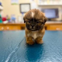 Starlight - Red female Shih Tzu puppy in Alice, Texas from Altas Palmas Shih Tzu