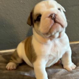 Buzz - Red and white male Bulldog puppy in Fayettville Ar, Arkansas from Ozark Bulldogs