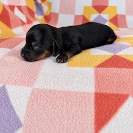 Boy 1 - Black and tan male Dachshund puppy in Oklahoma from Red Oak Long Dogs
