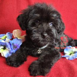 Boy 1 - male Miniature Schnauzer puppy in Fairhope, Alabama from Puppy Sugars Kennels