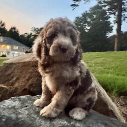 Nalu - Merle female Goldendoodle puppy in Charlotte, North Carolina from Hopeful Heart Doodles