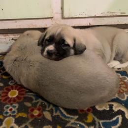 Anatolian Shepherd Dog Puppies from T&S Anatolians