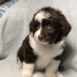 Aussiedoodle Puppies from Ohana Companions