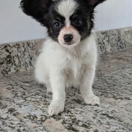Rue - White black and tan male Papillon puppy in Dorset, Ohio from Classy Country Papillons