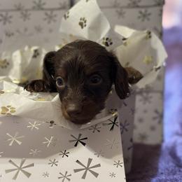 Jingle bells - Chocolate and tan Dachshund puppy in Cisco, Texas from Hailey's Doxies