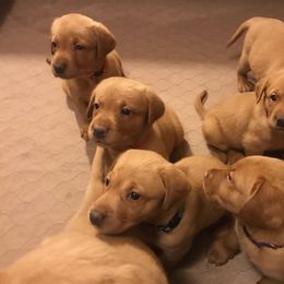 Labrador Retriever Puppies from Ironcreek Labs