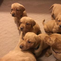 Labrador Retriever Puppies from Ironcreek Labs