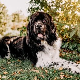 Odin - Newfoundland
