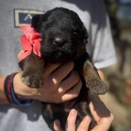 BB Litter orange collar - Black and red female German Shepherd puppy in Wickenburg, Arizona from Vom AshtonHaus German Shepherds