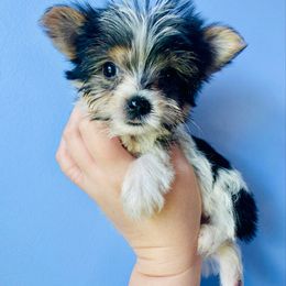 Ruby - Parti female Yorkshire Terrier puppy in Chattanooga, Tennessee from Fuzzy Yorkie Babies
