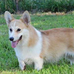 Cleo - Pembroke Welsh Corgi