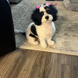 Cavapoo and Shihpoo Puppies from Haus of Doodles