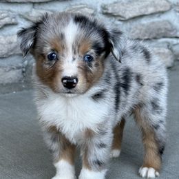 Levi - Blue merle male Miniature Australian Shepherd puppy in Cunningham, Tennessee from Copper Creek Aussies
