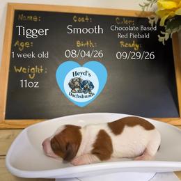 Tigger - Piebald male Dachshund puppy in Hoquiam, Washington from Heyd's Mini Dachshunds