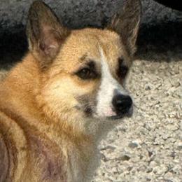 Honey - Pembroke Welsh Corgi