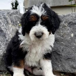 Black Collar Boy (FF, EE, Bb, SSp) - Tri-color male Bernedoodle puppy in Ogden, Utah from Salty Point Doodles