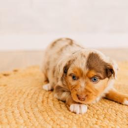 Summit - Red merle female Miniature Australian Shepherd puppy in Enoch, Utah from Twisted H Aussies