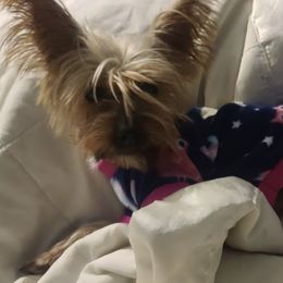 Bailey - Yorkshire Terrier