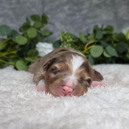 KitKat - Red merle female Australian Shepherd puppy in Summerville, South Carolina from Flowertown Aussies