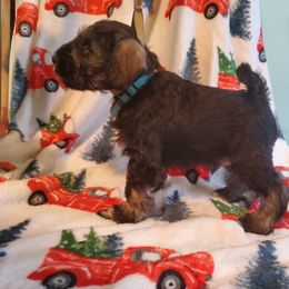 Boy 2 - Salt and pepper Miniature Schnauzer puppy in Parma, Ohio from Nature's Nook