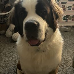 Yara - Saint Bernard