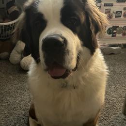 Yara - Saint Bernard