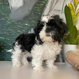 Chippy - Black and white Shih Tzu puppy in Englewood, New Jersey from Sunnyside Shih Tzu