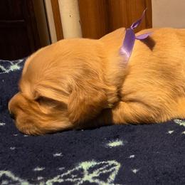 Purple - Golden female Golden Retriever puppy in Taylor Ridge, Illinois from Salata Goldens