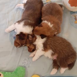 Shetland Sheepdog Puppies from Splendor Shelties