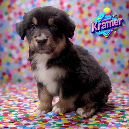 KRAMER - Black Tri Male - Black tri-color male Australian Shepherd puppy in Gainesville, Texas from Lady Luck Aussies