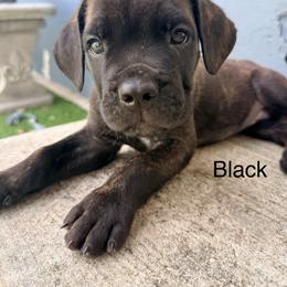 Black Collar - Chestnut brindle male Cane Corso puppy in Homestead, Florida from Sabal Palm Cane Corso