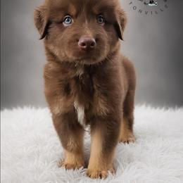 Ferrero - Red tri-color male Australian Shepherd puppy in Fultonville, New York from Sandy Aussies & Pomeranians