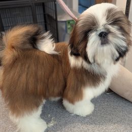 Boy2 - Red and white male Shih Tzu puppy in Colorado Springs, Colorado from Soaring Spirit Shih Tzu