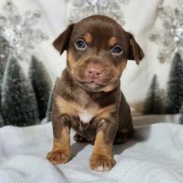 Petey - Chocolate and white male Teddy Roosevelt Terrier puppy in Claremore, Oklahoma from Travelin' Man Terriers