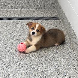 Red and White Male - Red male Pembroke Welsh Corgi puppy in Ocala, Florida from Rivermont Farm