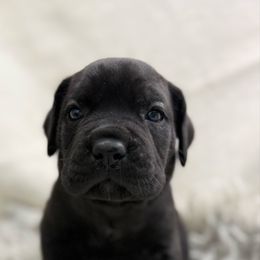 Birch - Black male Cane Corso puppy in Russellville, Missouri from Soaring Royalty Canines LLC