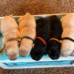Boy 5 - Yellow male Labrador Retriever puppy in Beavercreek, Oregon from Sweetwater Spring Labradors