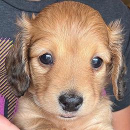 Snickerdoodle - Cream female Dachshund puppy in West Plains, Missouri from Little Legs Legacy