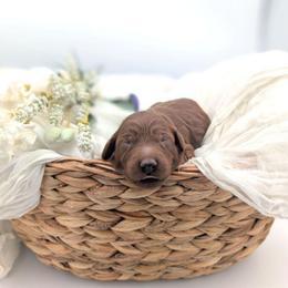 Popsicle - Red  female Goldendoodle puppy in Blackfoot, Idaho from Riverside Poodles