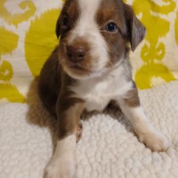Copper - Red tri Miniature Australian Shepherd puppy in Gretna, Virginia from Adams Acres Cattle Dogs