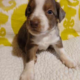 Copper - Red tri Miniature Australian Shepherd puppy in Gretna, Virginia from Adams Acres Cattle Dogs