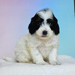 Kehlani - Black white and tan female Cockapoo puppy in Louisburg, North Carolina from Raven Oak's Mini Cockapoos and Mini Dachshunds