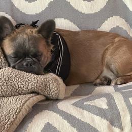 French Bulldog All Grown Up from Kip's Frenchies