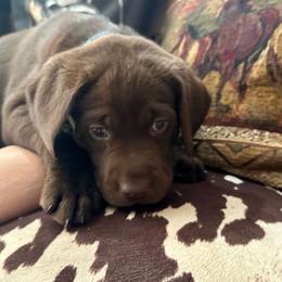 Ghirardelli - Chocolate female Labrador Retriever puppy in Bandera, Texas from The Sugar & Spice Ranch Labrador Retrievers